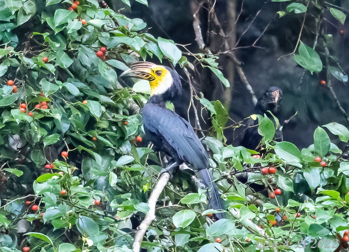 Sulawesi Hornbill (Dwarf) - ML470215511