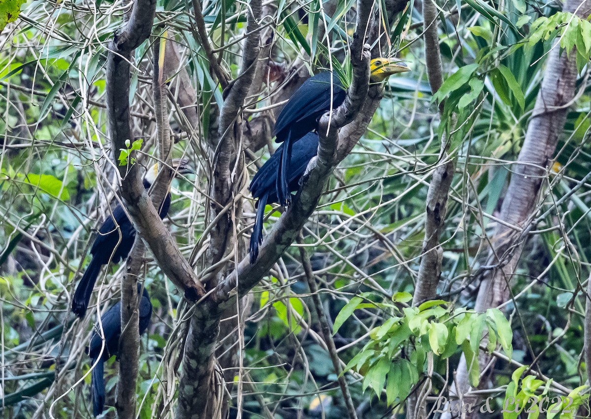 Sulawesi Hornbill (Dwarf) - ML470215521