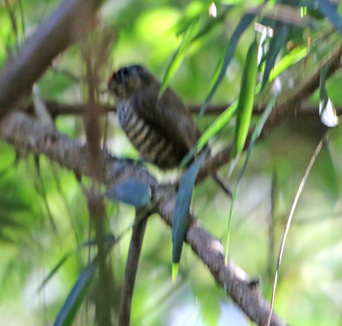 White-barred Piculet - ML470217331