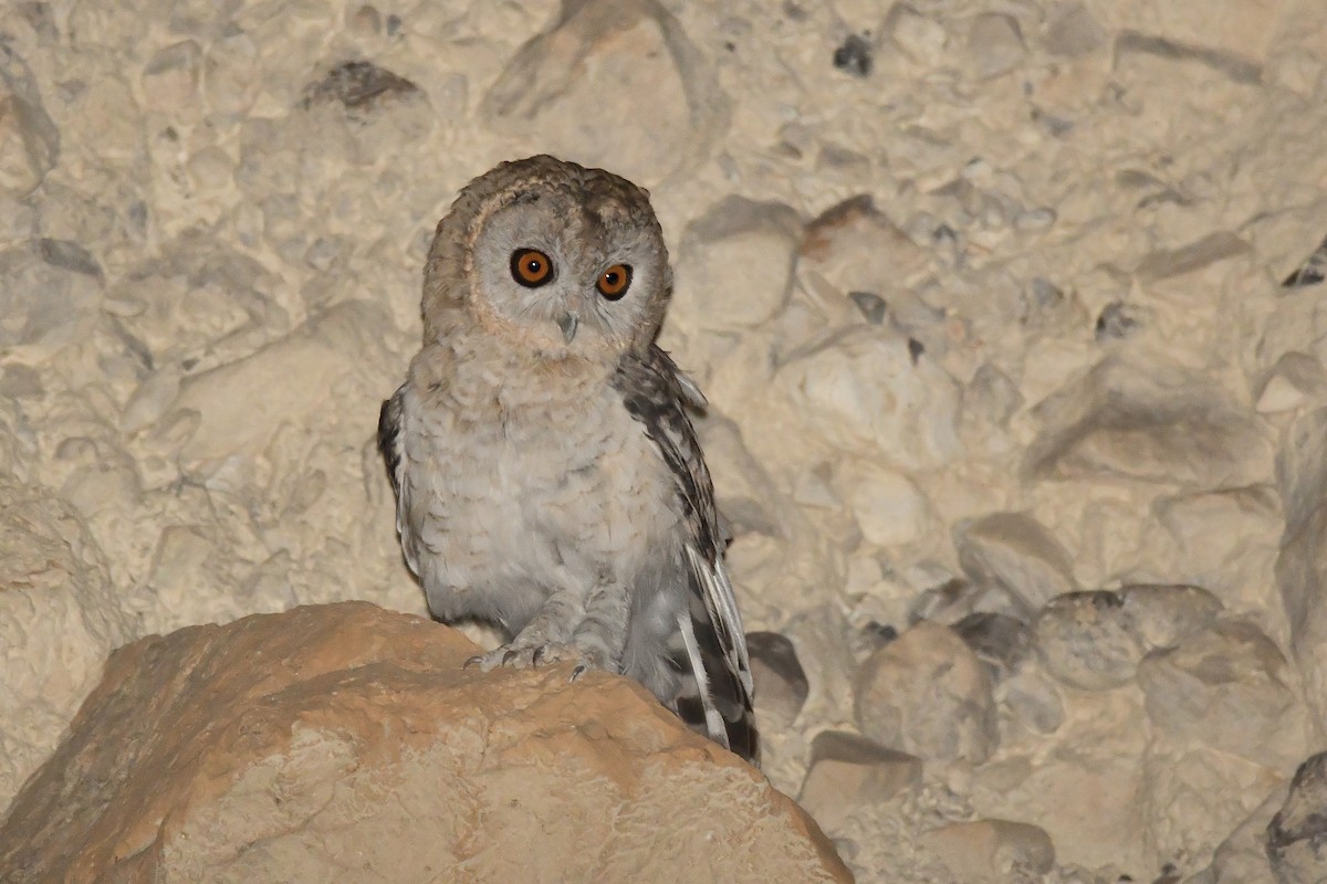 Desert Owl - ML470217941
