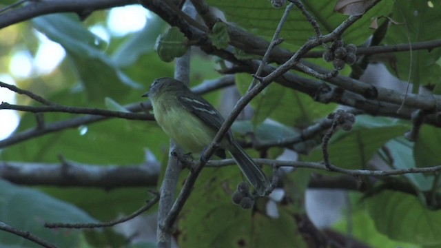 Pale-tipped Tyrannulet - ML470218