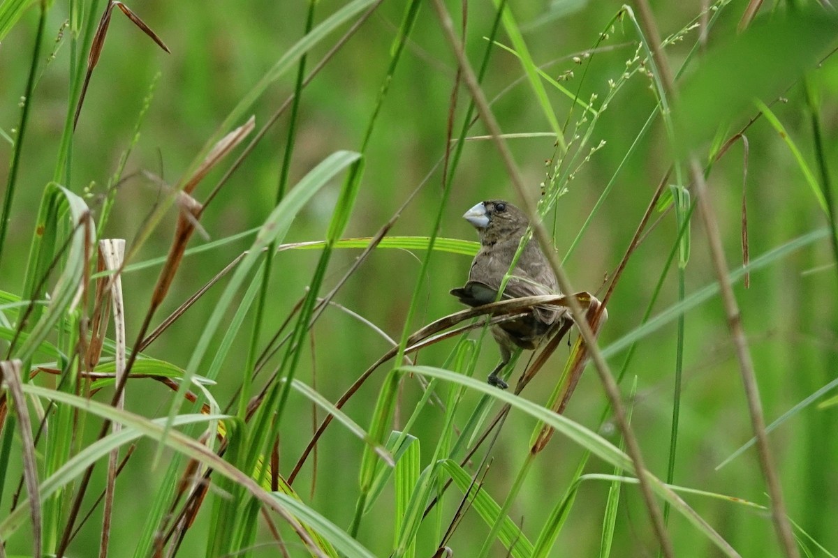 Large-billed Seed-Finch - ML470219111