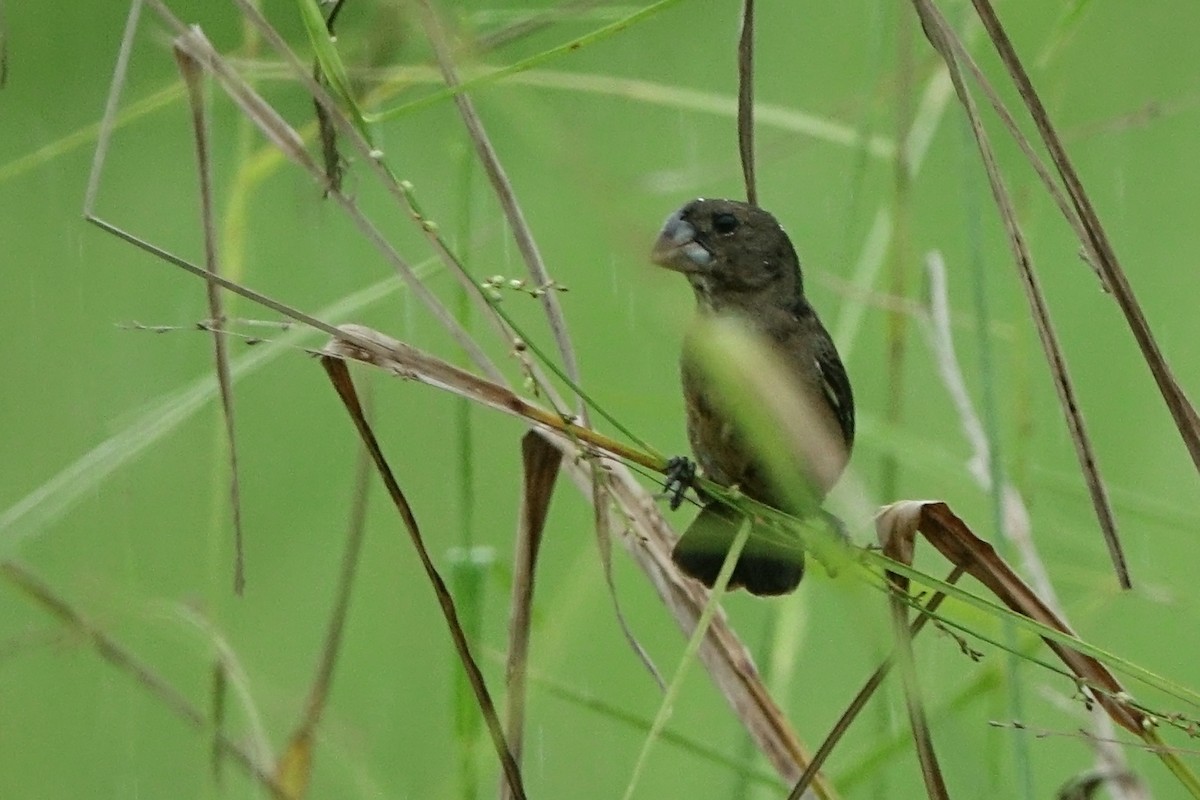 Large-billed Seed-Finch - ML470220621