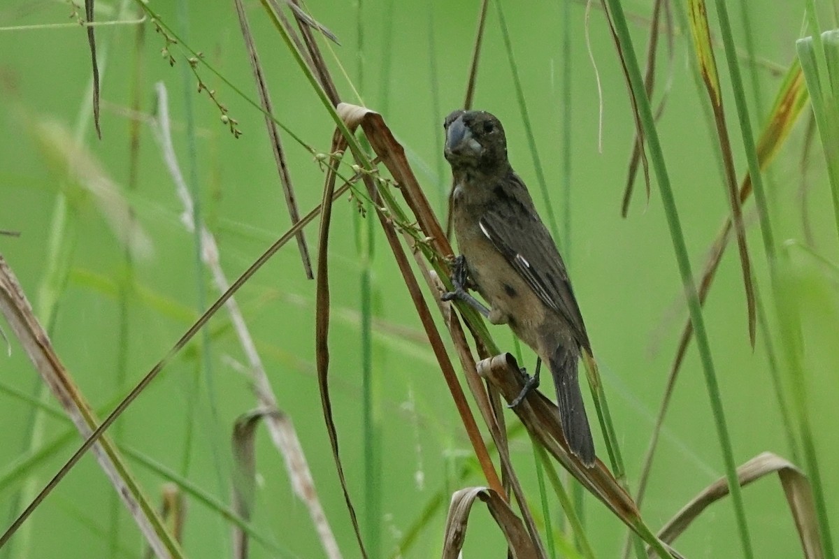 Large-billed Seed-Finch - ML470220631