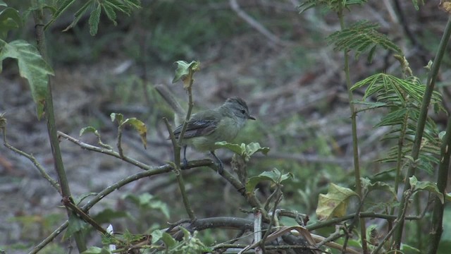 Pale-tipped Tyrannulet - ML470223
