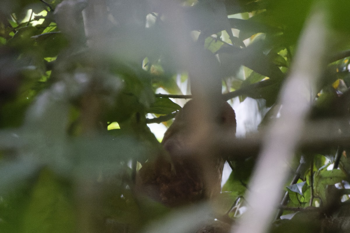 Rufous Fishing-Owl - ML470224931