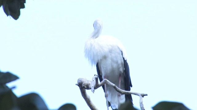 Maguari Stork - ML470229
