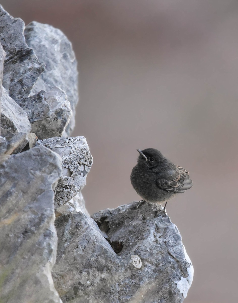 Black Redstart - ML470231861