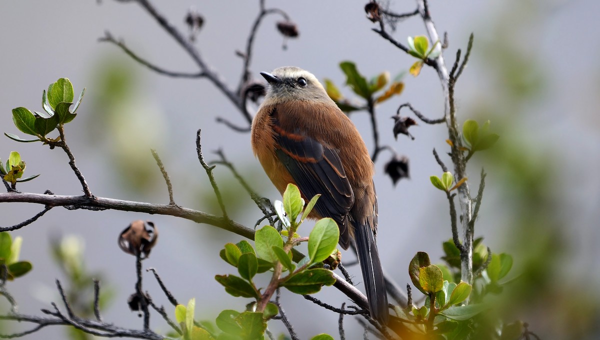 Brown-backed Chat-Tyrant - ML470245611