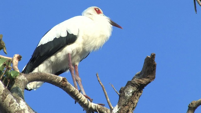 Maguari Stork - ML470247