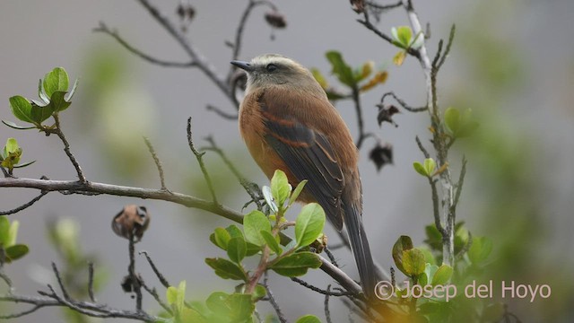 Brown-backed Chat-Tyrant - ML470247921