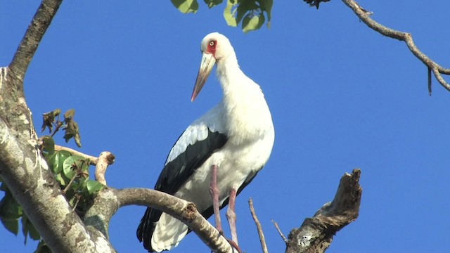 Maguari Stork - ML470248