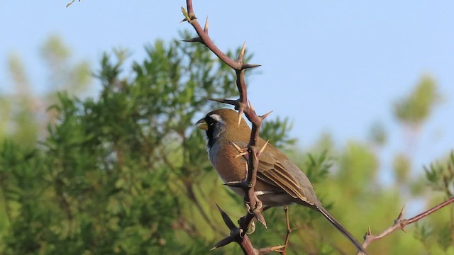 Many-colored Chaco Finch - ML470250871