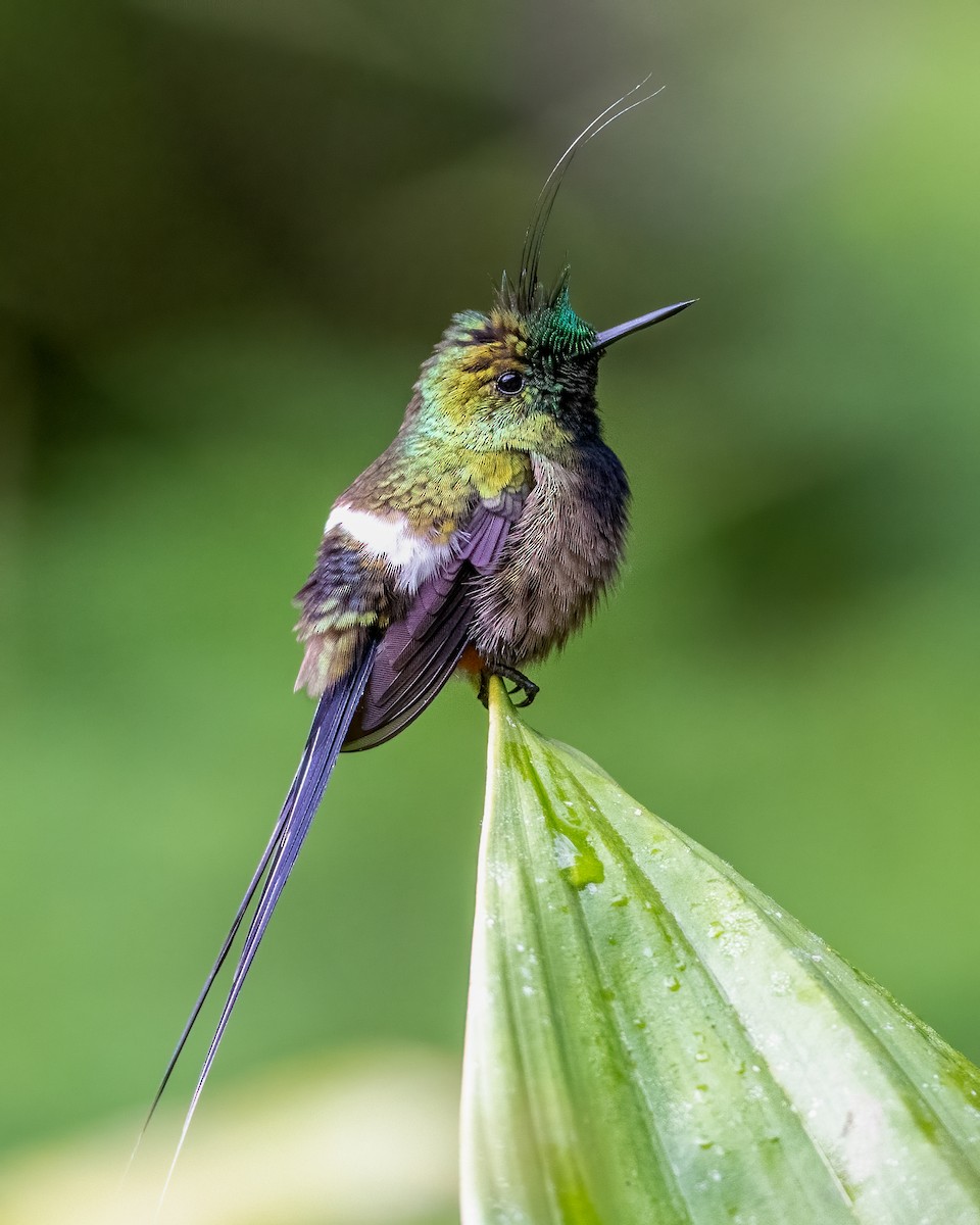Wire-crested Thorntail - ML470251831