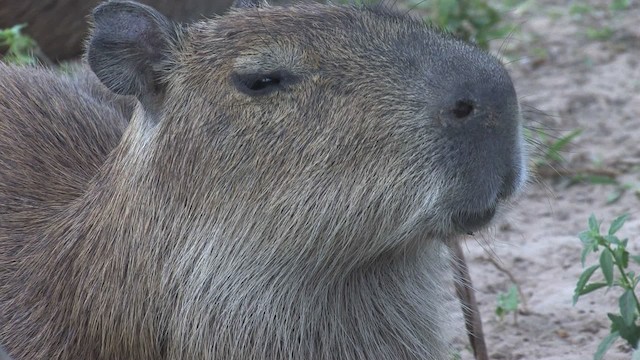 Capybara - ML470263