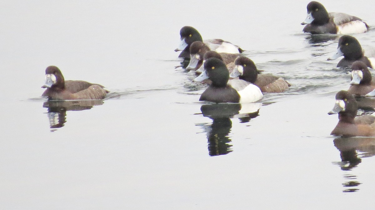 Greater Scaup - James Hirtle