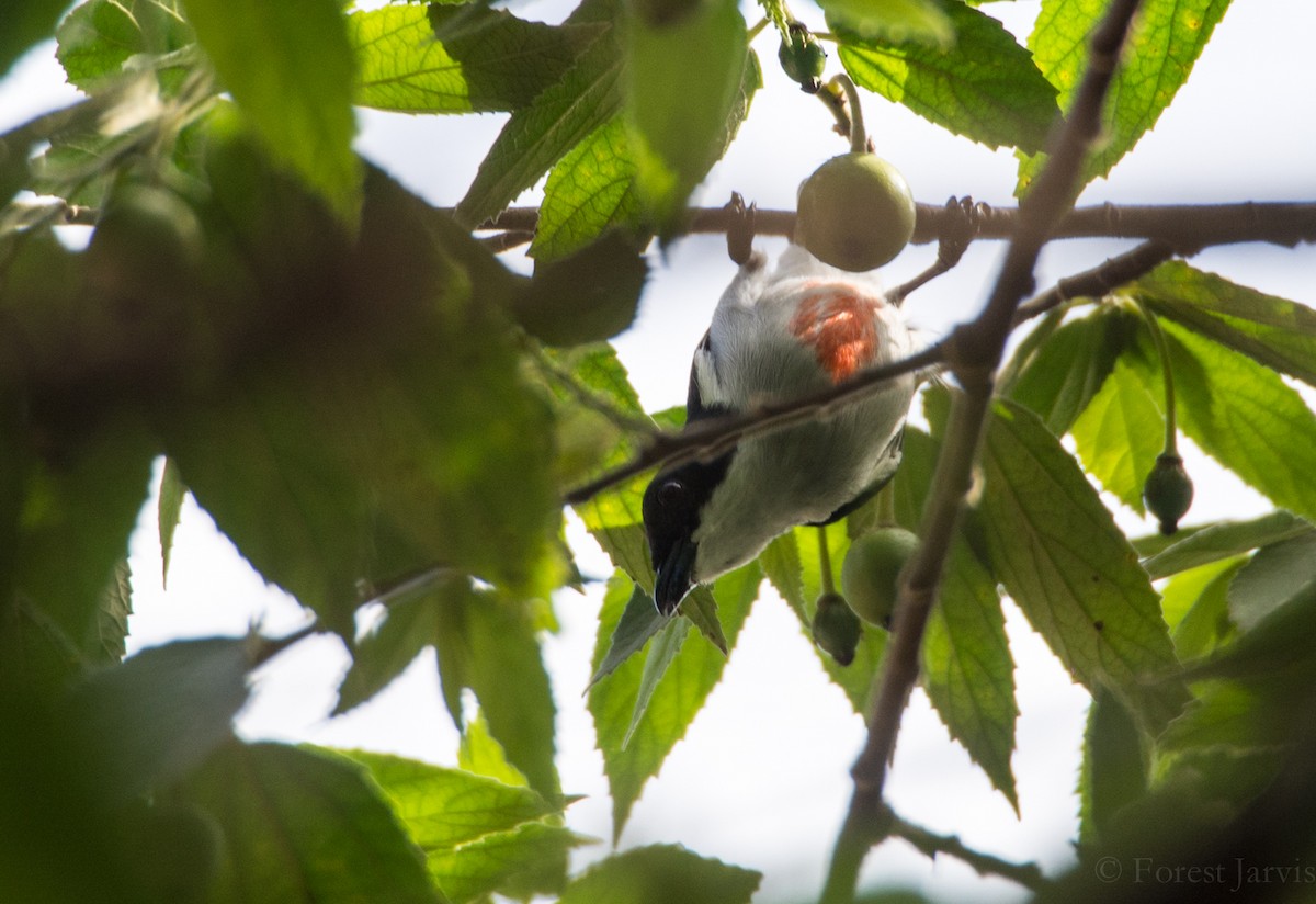 Red-keeled Flowerpecker - Forest Botial-Jarvis
