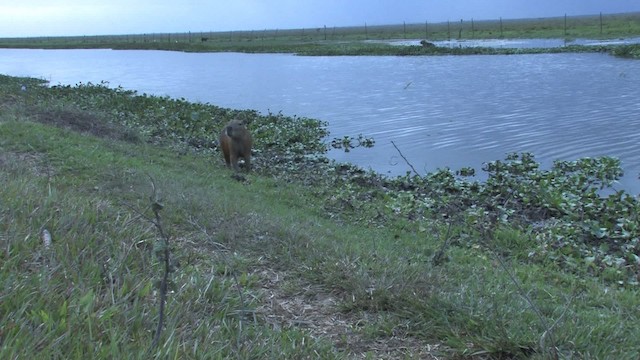 Capybara - ML470268