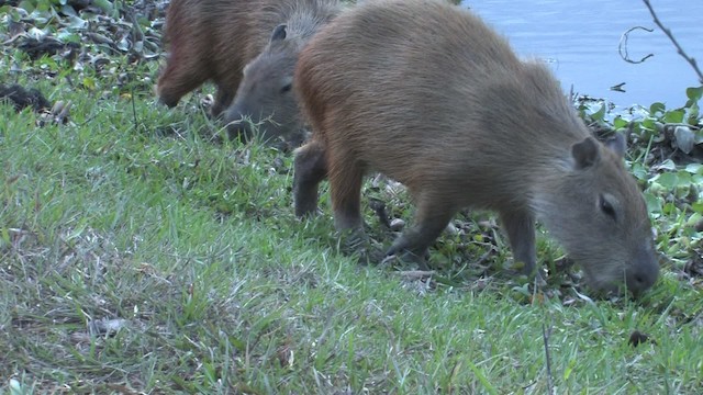Capybara - ML470269