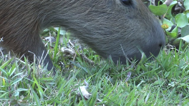 Capybara - ML470270