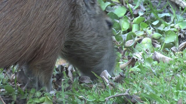 Capybara - ML470271