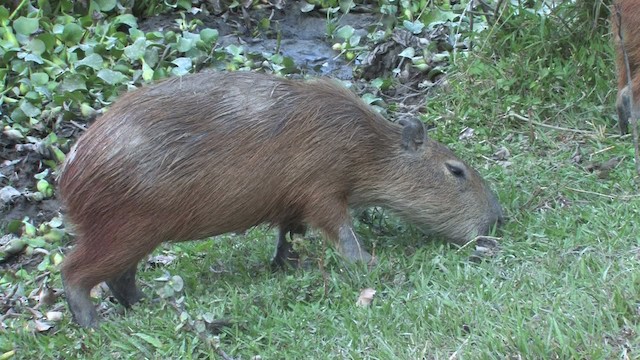 Capybara - ML470273