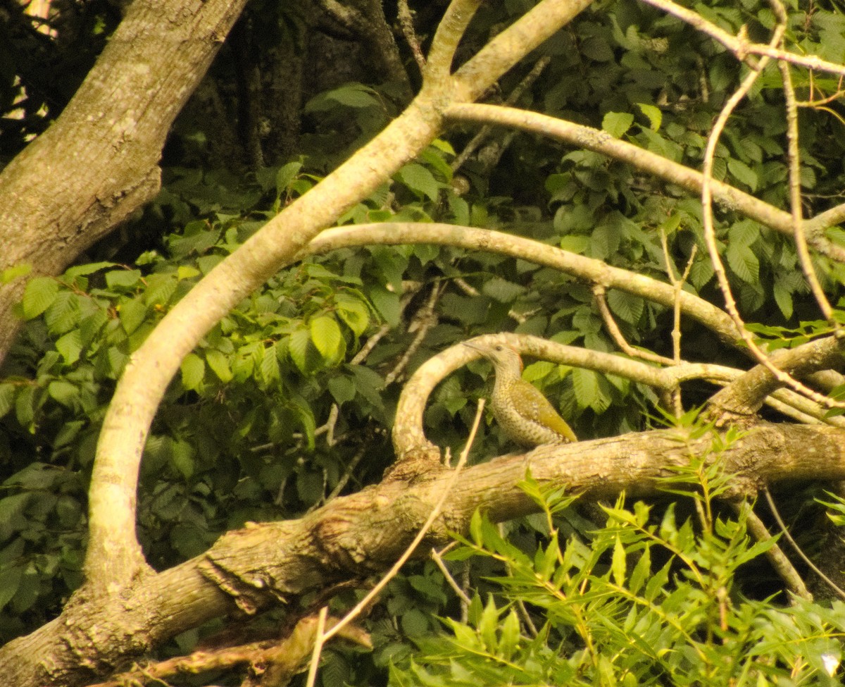 Eurasian Green Woodpecker - ML470275151