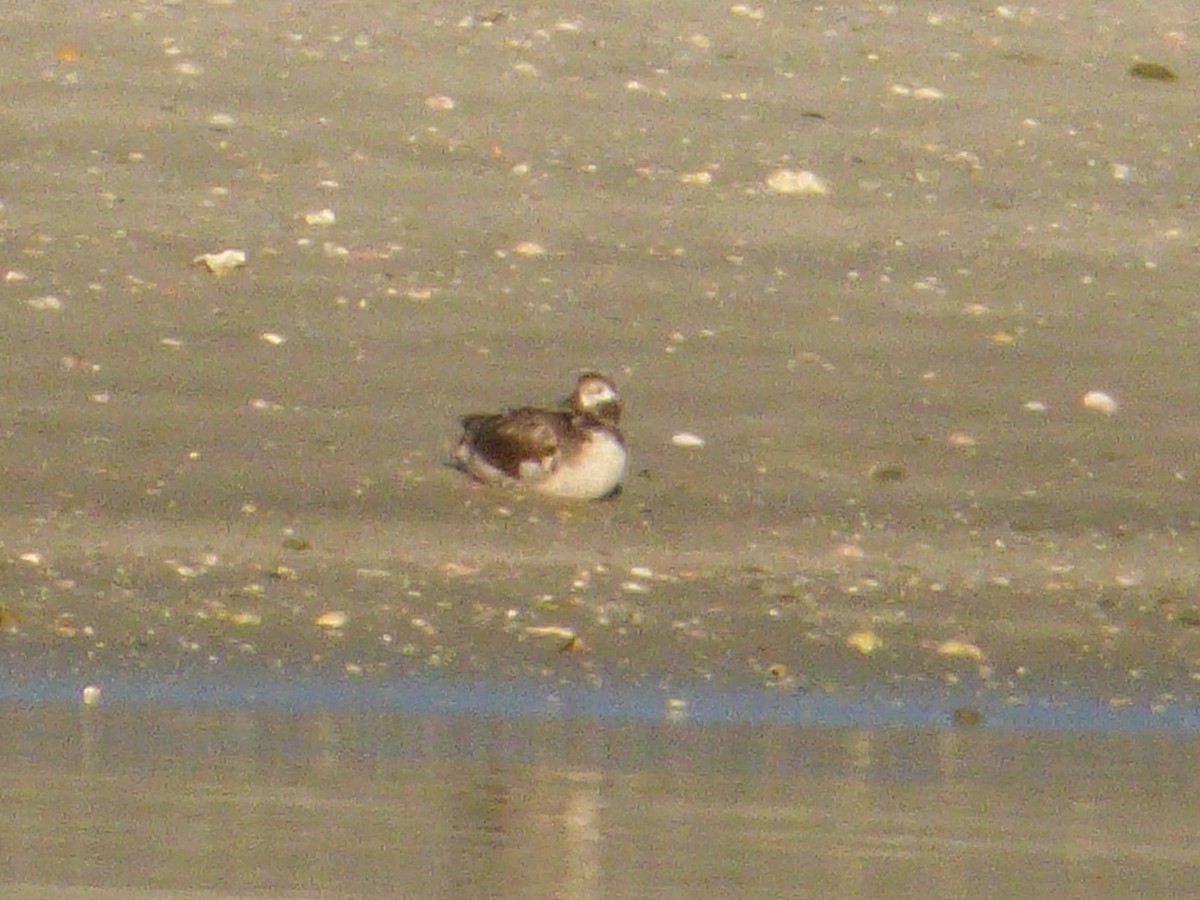 Long-tailed Duck - ML47027651