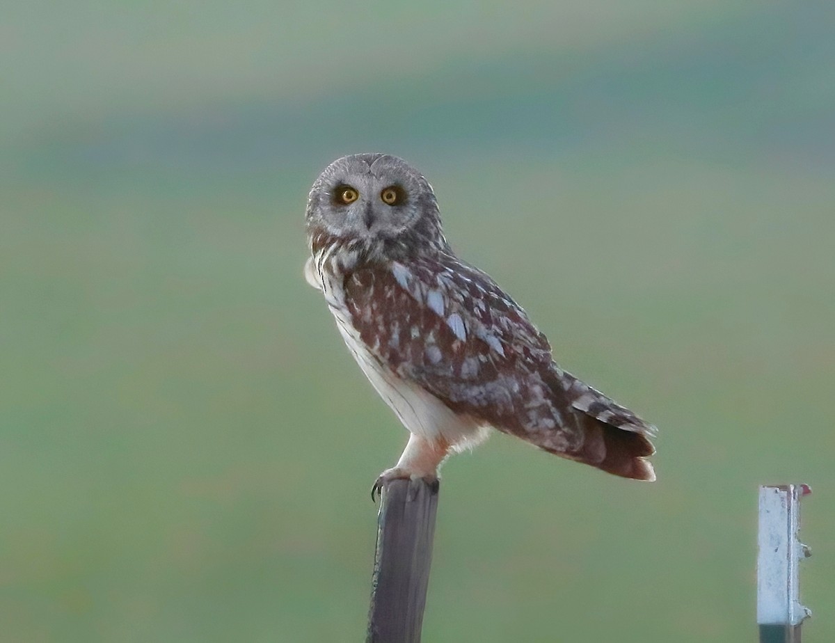 Short-eared Owl - ML470280171