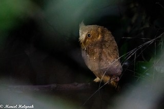  - Sandy Scops-Owl