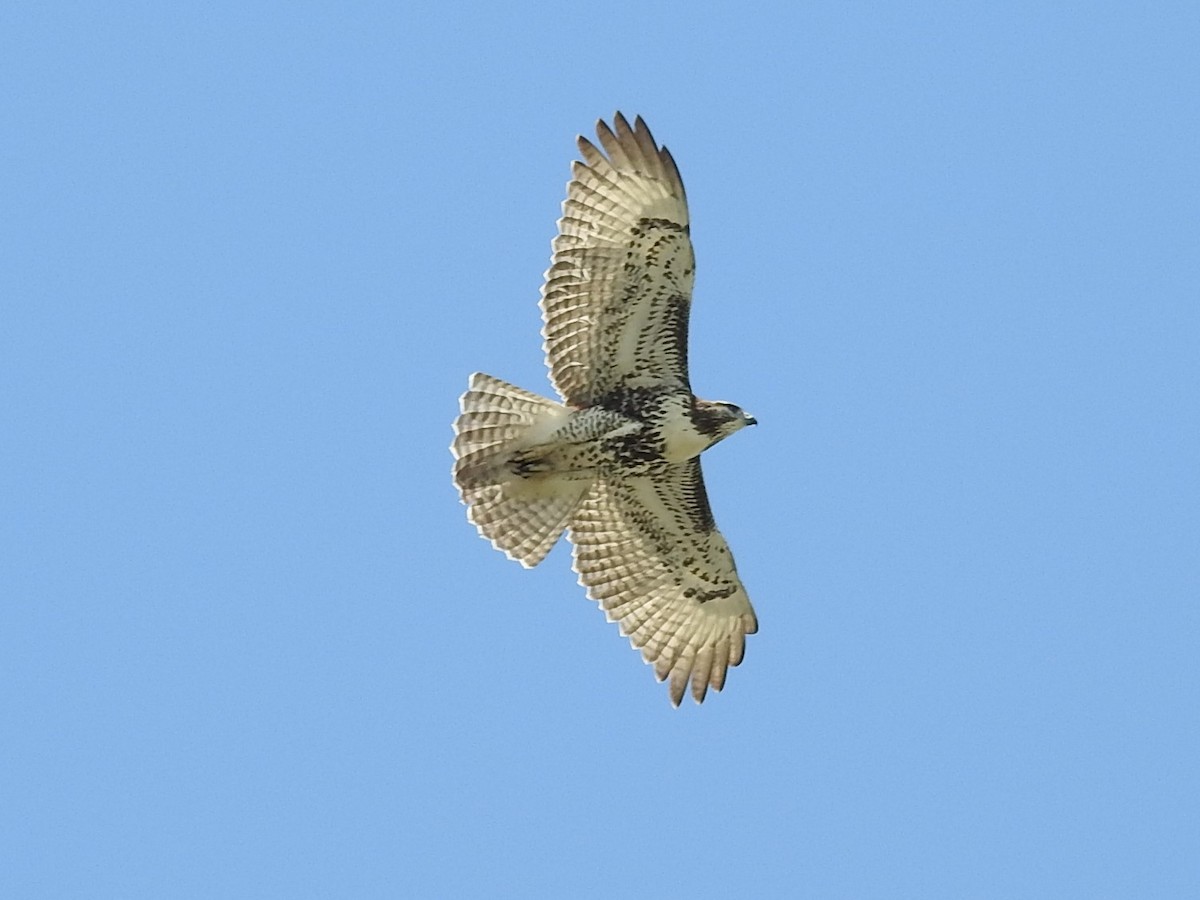 Red-tailed Hawk (umbrinus) - ML470283651