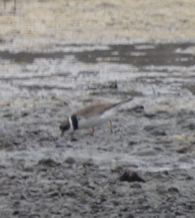 Semipalmated Plover - ML470285321