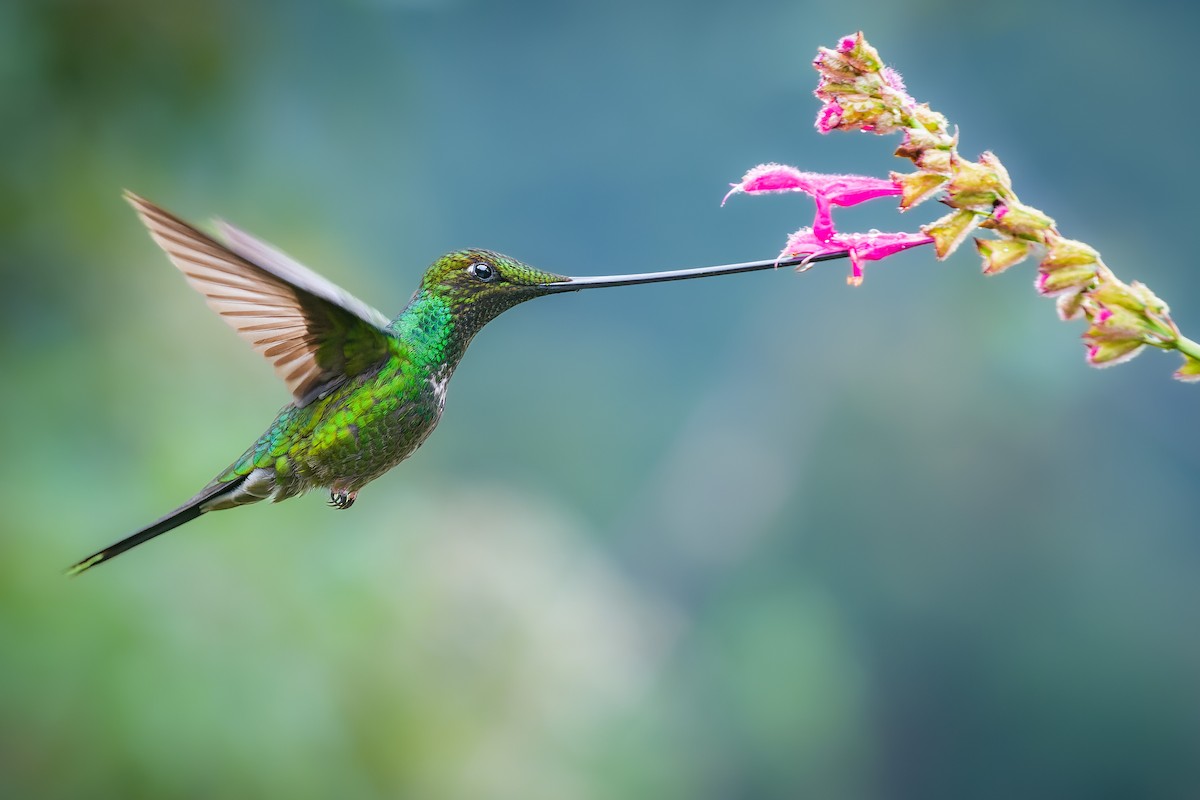 Sword-billed Hummingbird - Alexander Montero