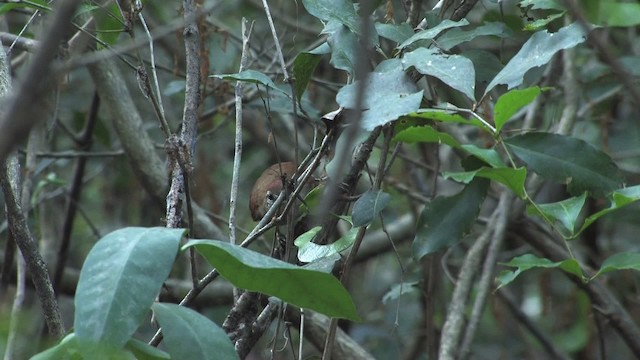 Rusty-backed Spinetail - ML470287