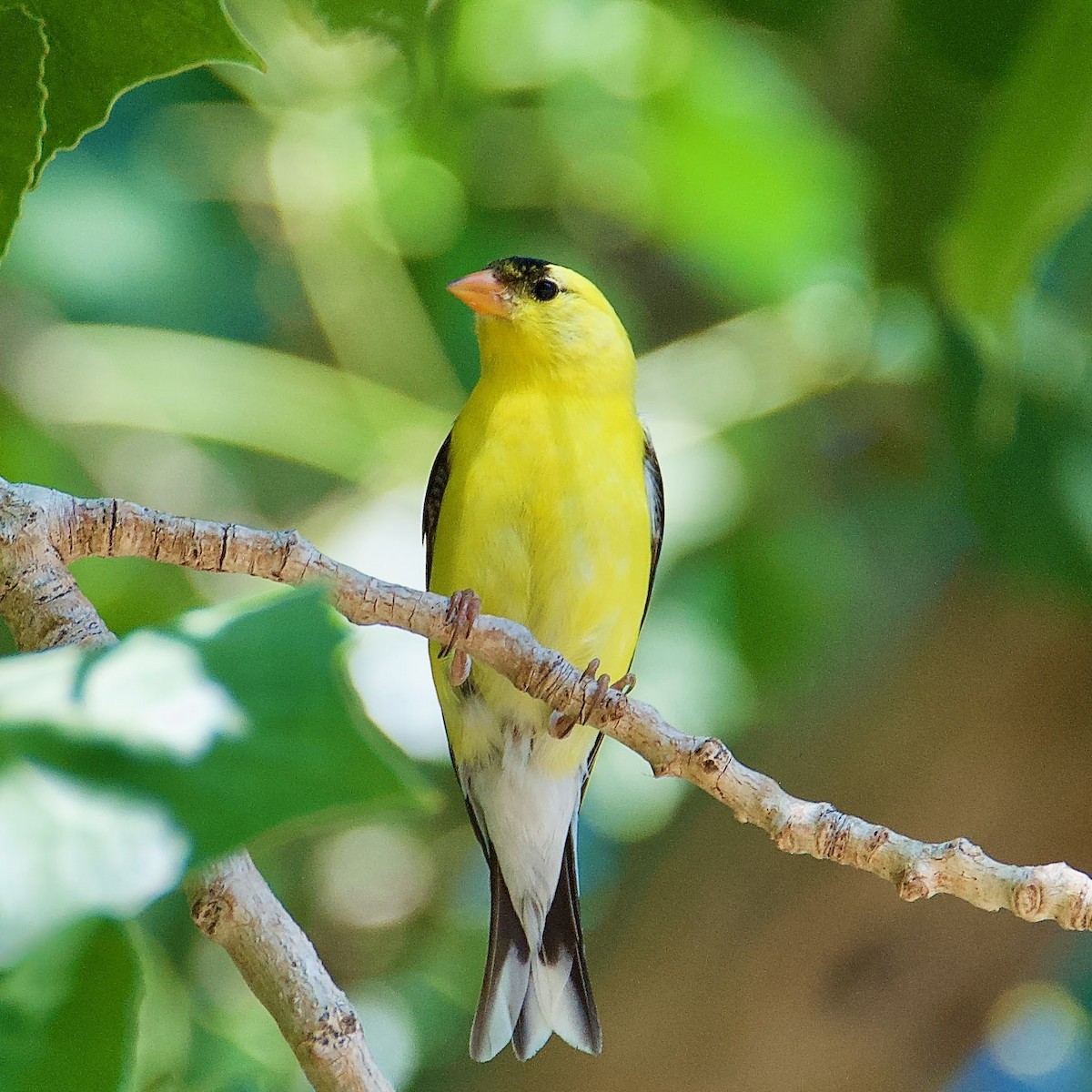 ML470288271 - American Goldfinch - Macaulay Library