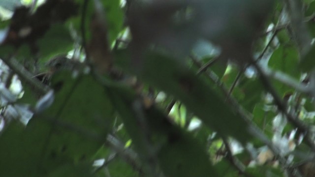 Белоухий крапивник - ML470290