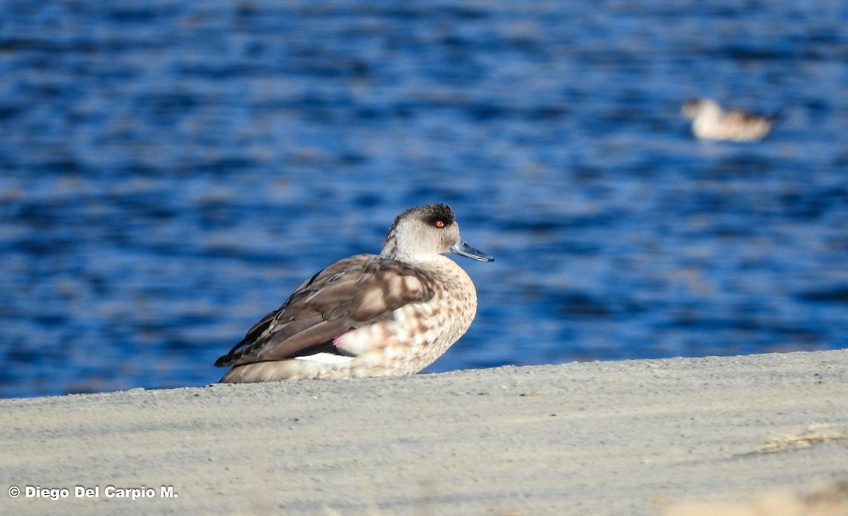 Crested Duck - ML470292001