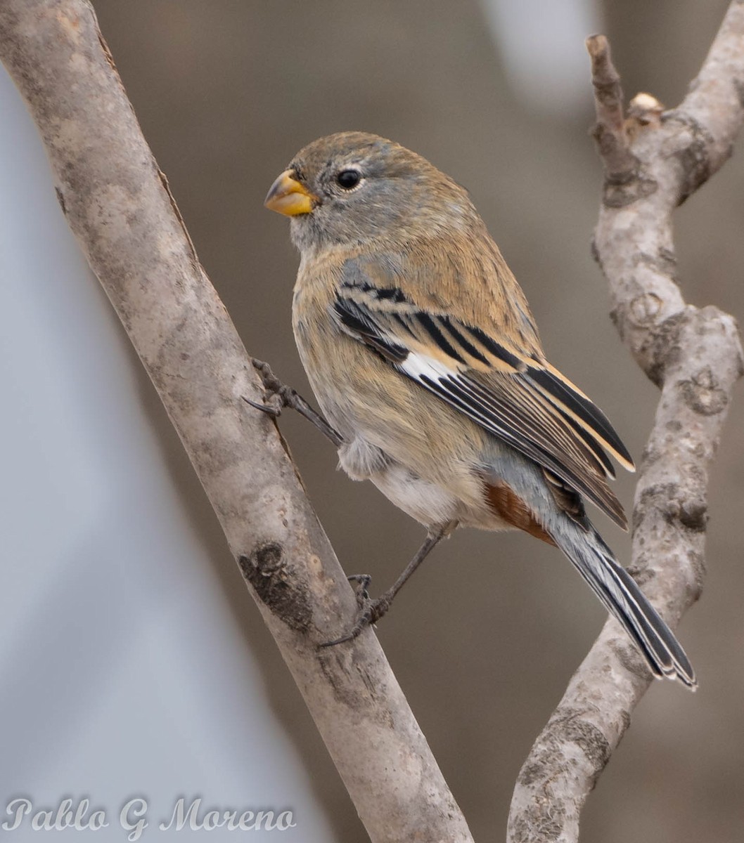 Band-tailed Seedeater - ML470295051