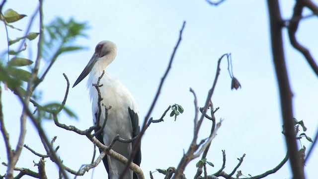 Maguari Stork - ML470299