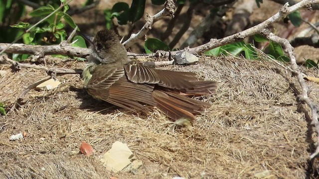 Brown-crested Flycatcher - ML470302711