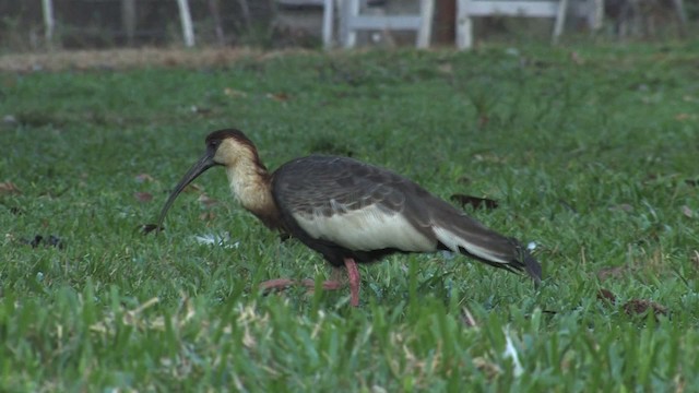 ibis bělokřídlý - ML470305