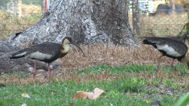 ibis bělokřídlý - ML470307