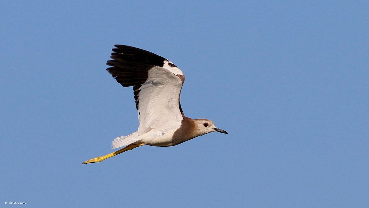 White-tailed Lapwing - ML470309391