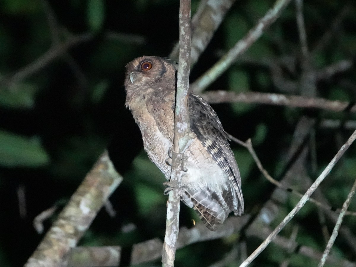 Tawny-bellied Screech-Owl (Austral) - Barry Reed