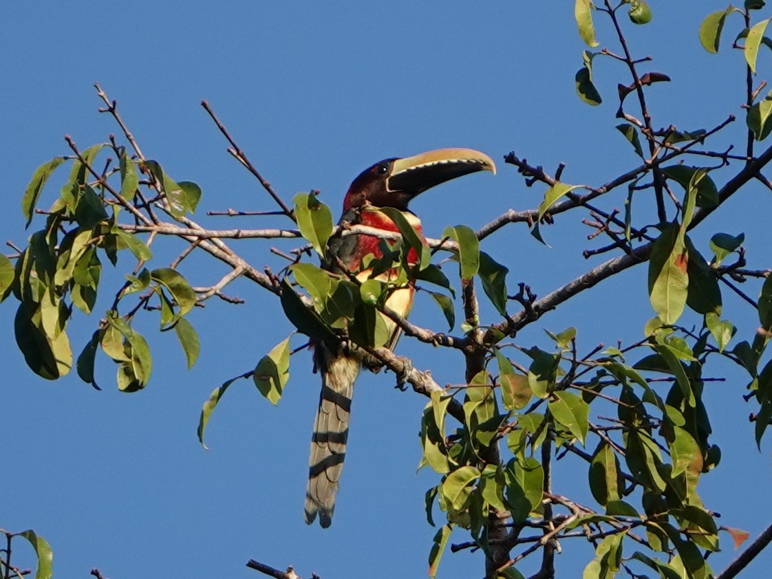 Red-necked Aracari (Western) - ML470310621