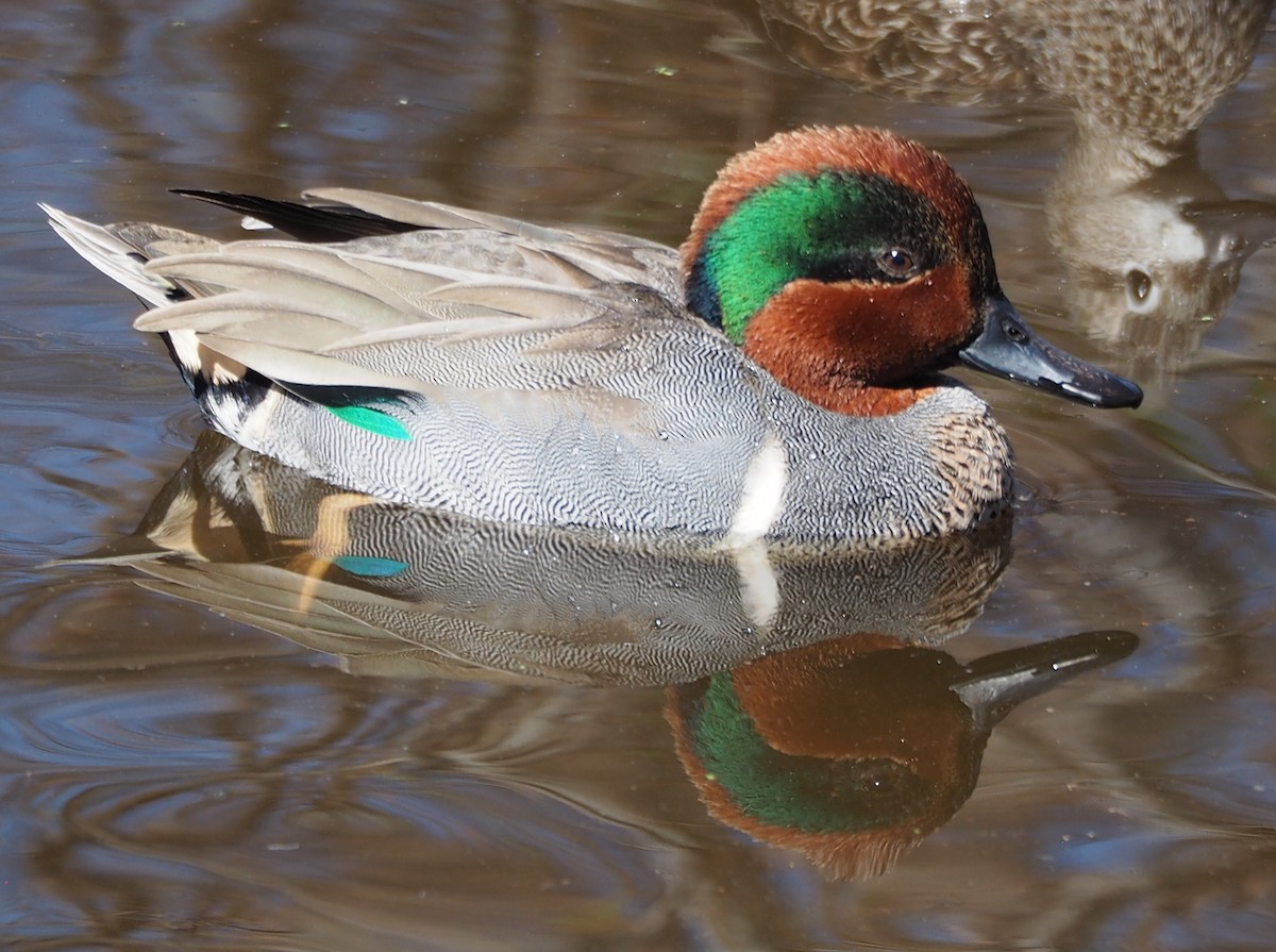 Green-winged Teal - Annelia Williams