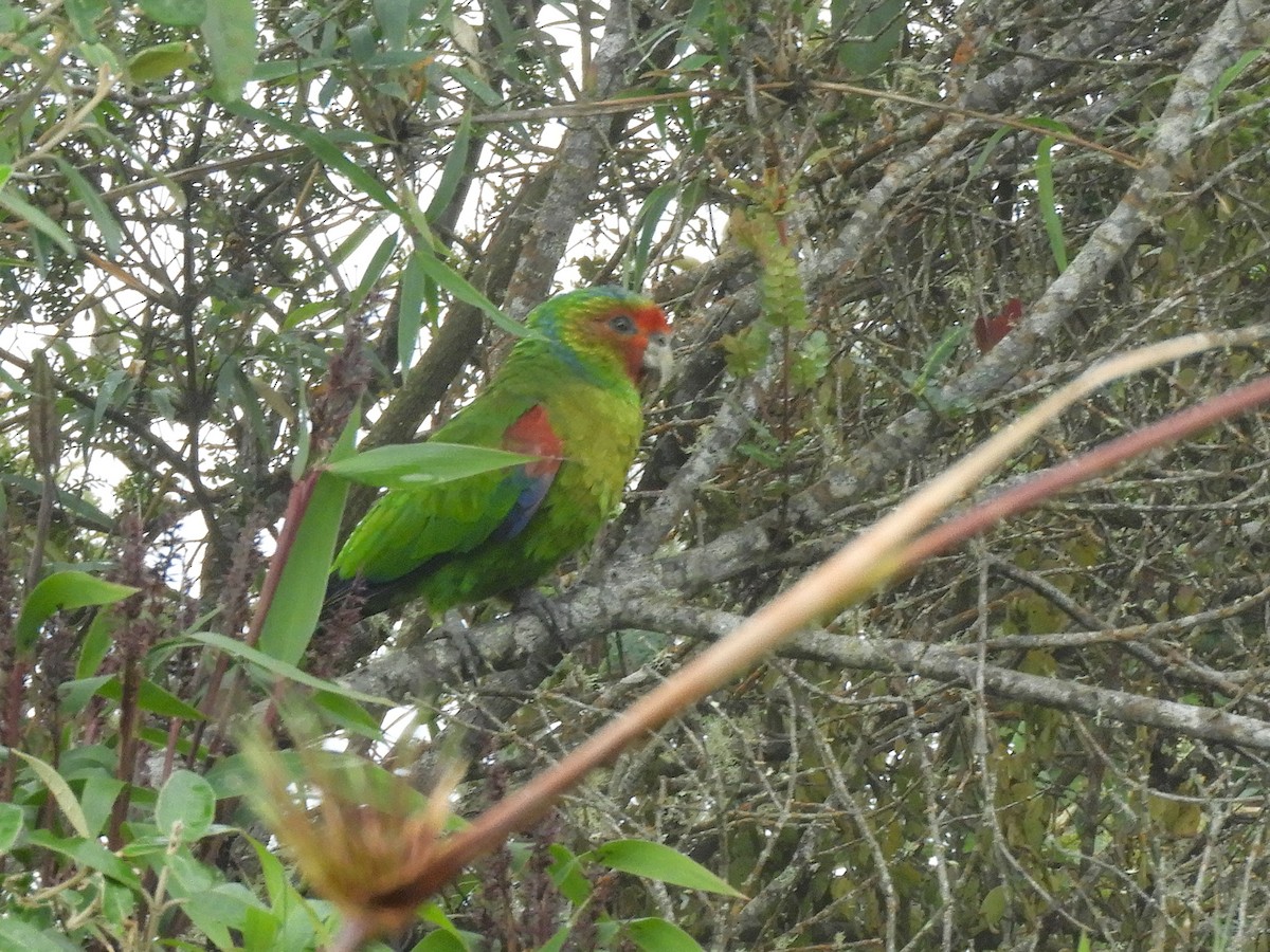 Red-faced Parrot - ML470312781
