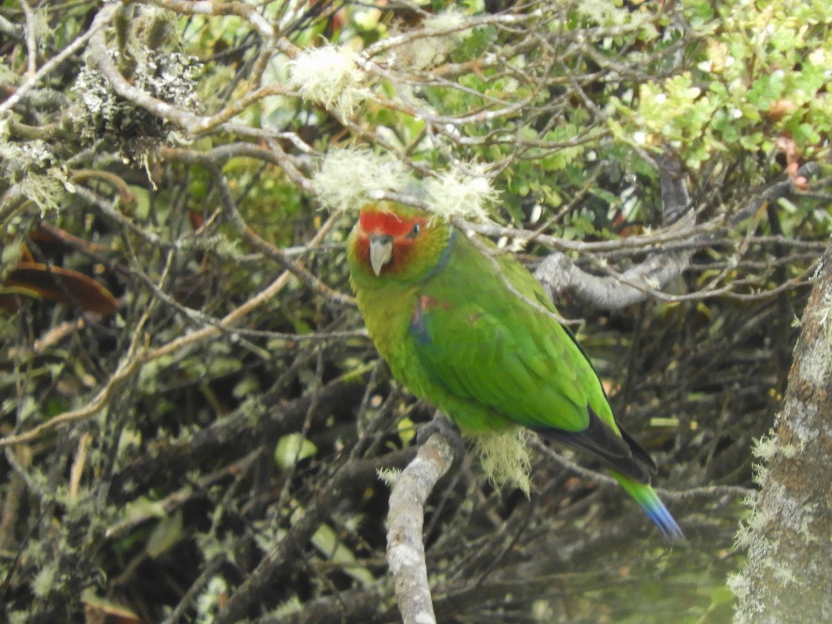 Red-faced Parrot - ML470312791