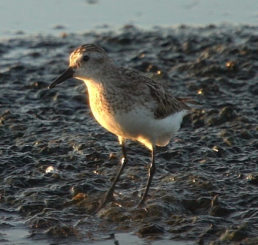 Semipalmated Sandpiper - Mary Beth Stowe