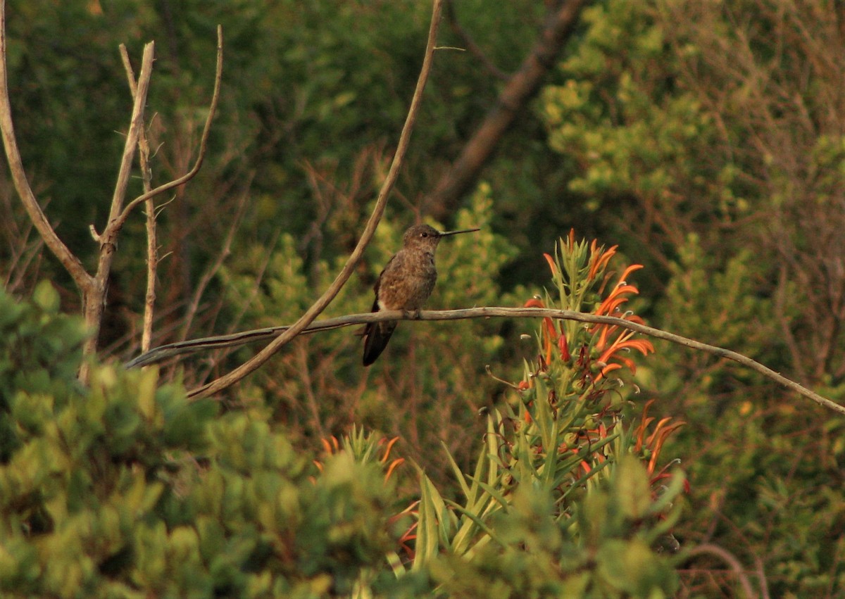 Giant Hummingbird - ML47031391